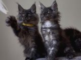 Üst Düzey Irk Standartlarında Maine Coon Yavruları