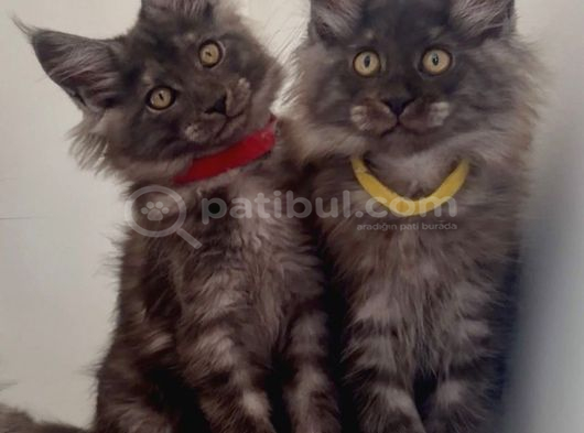 Üst Düzey Irk Standartlarında Maine Coon Yavruları görsel