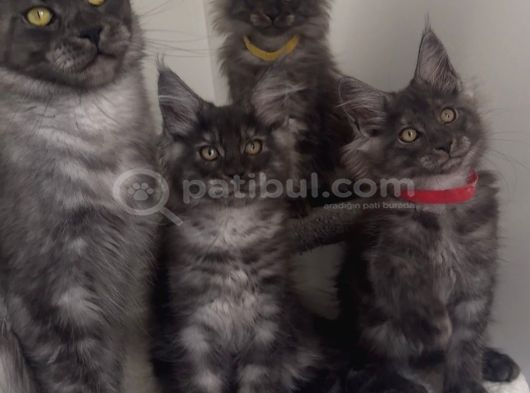 Üst Düzey Irk Standartlarında Maine Coon Yavruları görsel