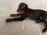 Kızıl Yavru Doberman İstanbul