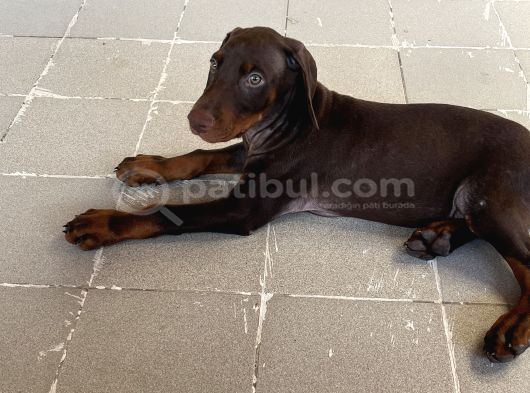 Kızıl Yavru Doberman İstanbul görsel