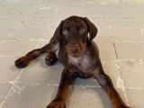 Kızıl Yavru Doberman İstanbul