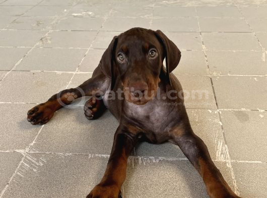 Kızıl Yavru Doberman İstanbul görsel