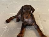 Kızıl Yavru Doberman İstanbul