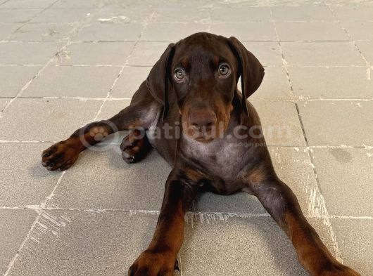 Kızıl Yavru Doberman İstanbul görsel