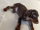 Kızıl Yavru Doberman İstanbul