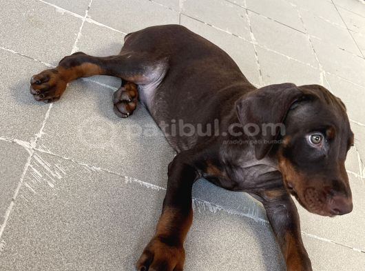 Kızıl Yavru Doberman İstanbul görsel