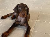 Kızıl yavru doberman İstanbul
