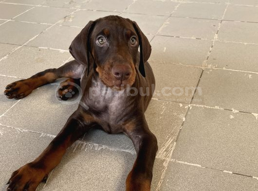 Kızıl Yavru Doberman İstanbul