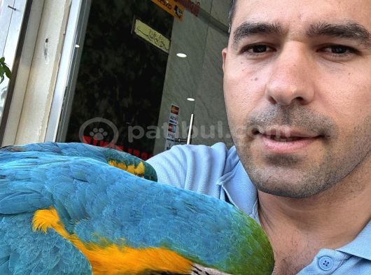 3 Yaşında Macaw Tamamen Evcil Adana görsel