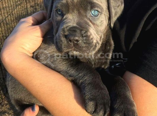 Orjinal Blue Cane Corse Yavrumuz