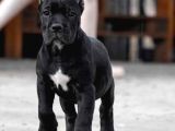 Orjinal Cane corse Yavrularımız