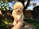 Renk Renk Çeşit Çeşit Toy Poodle Yavrularımız