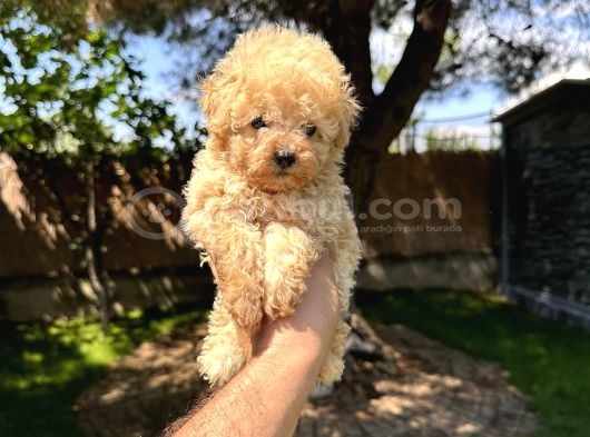 Renk Renk Çeşit Çeşit Toy Poodle Yavrularımız görsel