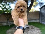 Red maltipoo yavrumuz