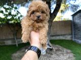 Red Maltipoo Yavrumuz