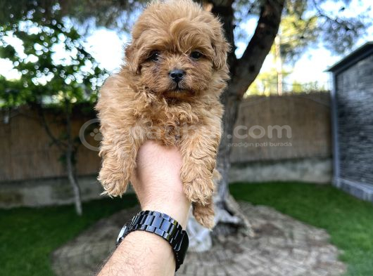 Red Maltipoo Yavrumuz görsel