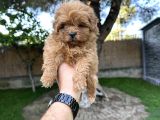 Red Maltipoo Yavrumuz