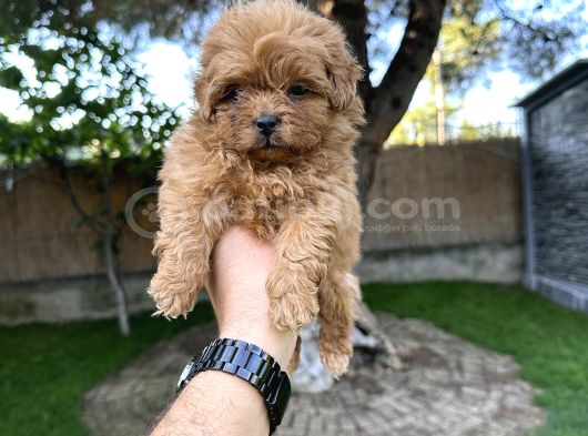 Red Maltipoo Yavrumuz görsel