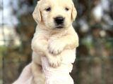 Bebek Yüzlü Golden Retriever Yavrular