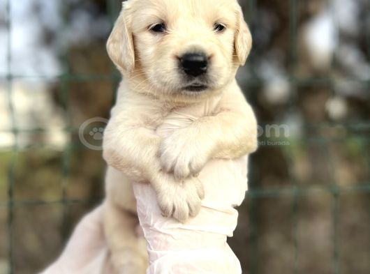 Bebek Yüzlü Golden Retriever Yavrular görsel