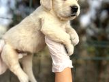 Bebek Yüzlü Golden Retriever Yavrular