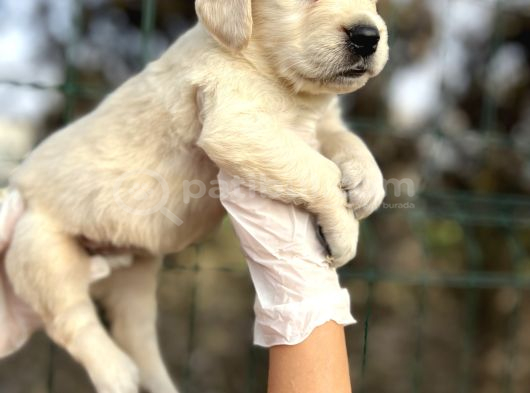 Bebek Yüzlü Golden Retriever Yavrular görsel