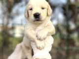 Bebek Yüzlü Golden Retriever Yavrular