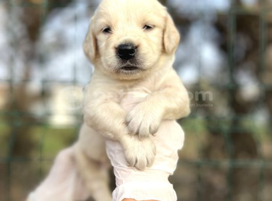 Bebek Yüzlü Golden Retriever Yavrular görsel