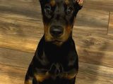 Orjinal Doberman Yavrularımız