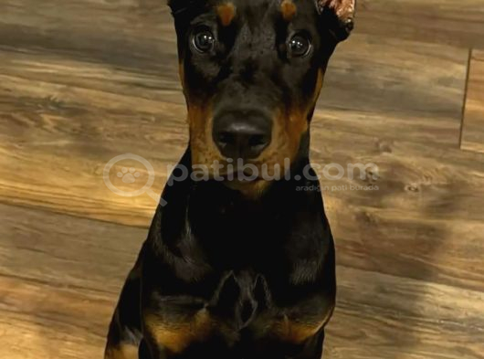 Orjinal Doberman Yavrularımız