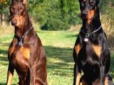 Orjinal dobermanlarımız fcı scrli