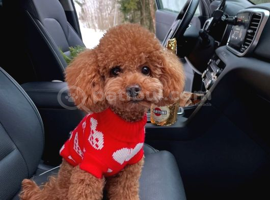 Evraklı Kızıl Kore Kanı Mini Bebekyüzlü Poodle Yavrular görsel