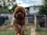 Renk Renk Çeşit Çeşit Toy Poodle Yavrularımız