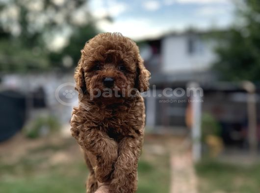 Renk Renk Çeşit Çeşit Toy Poodle Yavrularımız görsel