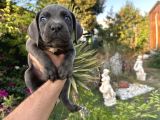 A Scr Cane Corso Yavrularımız