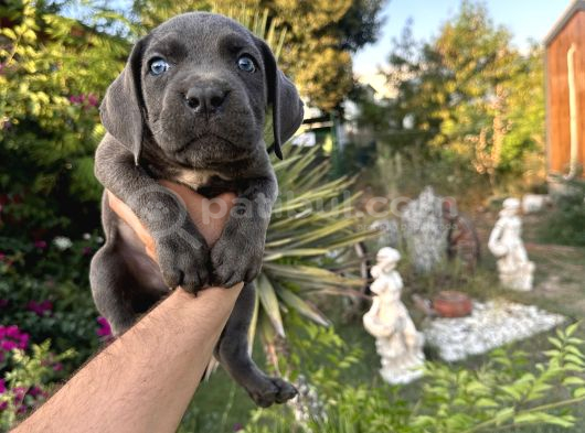 A Scr Cane Corso Yavrularımız görsel