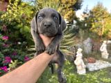 A scr cane corso yavrularımız