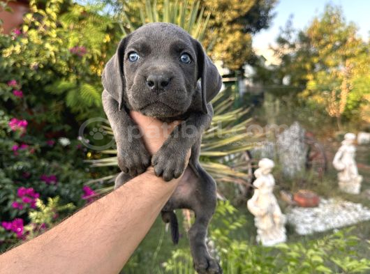 A Scr Cane Corso Yavrularımız