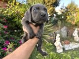 A Scr Cane Corso Yavrularımız