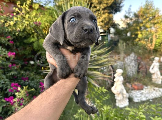 A Scr Cane Corso Yavrularımız görsel