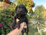 A Scr Cane Corso Yavrularımız