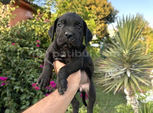A Scr Cane Corso Yavrularımız görsel