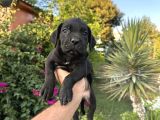 A Scr Cane Corso Yavrularımız