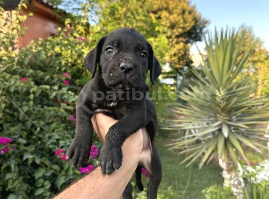 A Scr Cane Corso Yavrularımız görsel