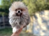 Sağlık ve ısk garantili pomeranian yavrularımız