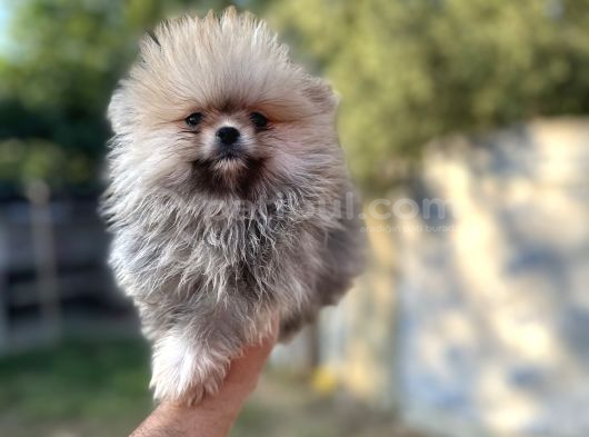 Sağlık ve ısk garantili pomeranian yavrularımız