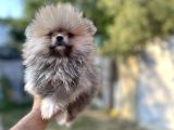 Sağlık Ve Isk Garantili Pomeranian Yavrularımız