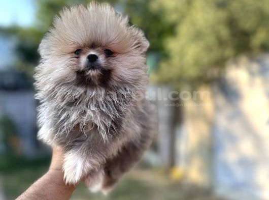 Sağlık Ve Isk Garantili Pomeranian Yavrularımız görsel