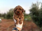 Renk Renk Çeşit Çeşit Toy Poodle Yavrularımız